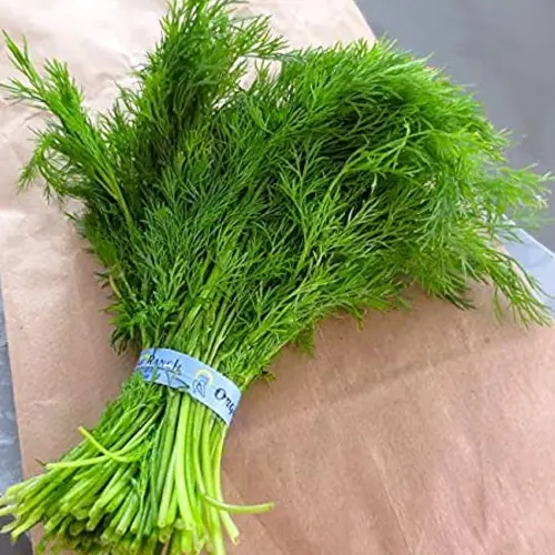 Dill