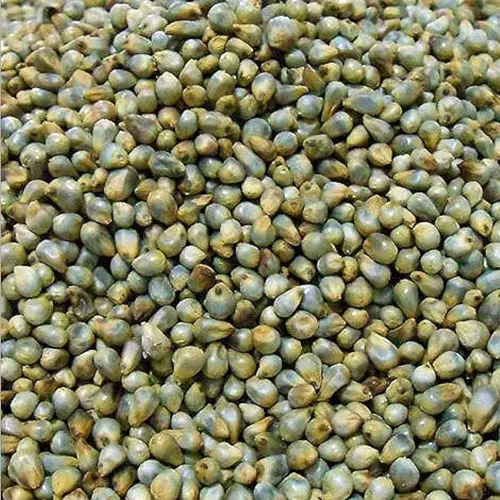 Bajra