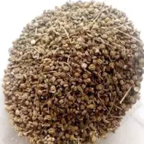 Ajmoda extract