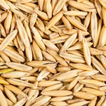 Avena sativa Extract