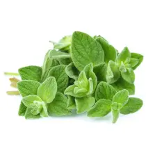 Oregano