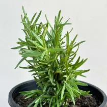 Rosemary
