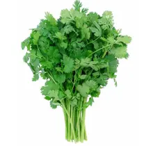 Cilantro
