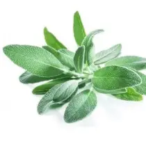 Sage
