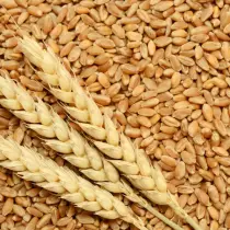 wheat seed