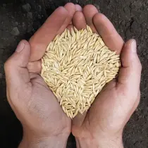 Oats