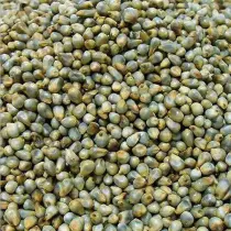 Bajra