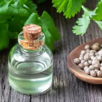 Coriander